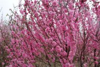 河南鄢陵榆叶梅优惠价格