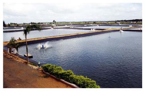 山东水产养殖防渗膜/0.35/0.5/养殖膜价格行情走势公司